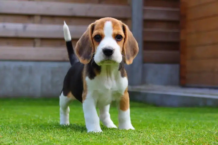 Beagle Beagle
