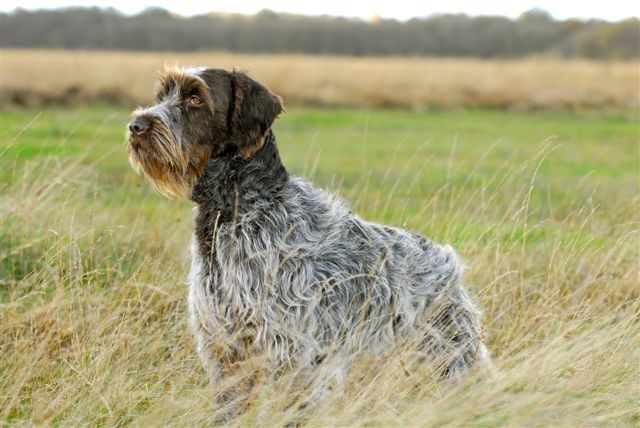 griffon-korthals-wirehaired-pointing-griffon griffon-korthals-wirehaired-pointing-griffon
