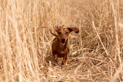 dachshund hunting dachshund hunting