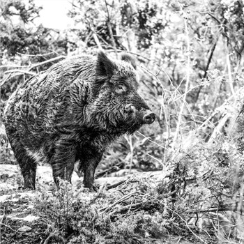 Which Hunting Dog For Wild Boar?